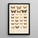 Insecta Lepidoptera Heterocera Pl 098 - Frederick DuCane Godman — gerahmtes Bild an der Wand