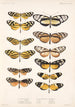 Insecta Lepidoptera Rhopalocera Pl 001 - Frederick DuCane Godman — Ansicht des Kunstwerks