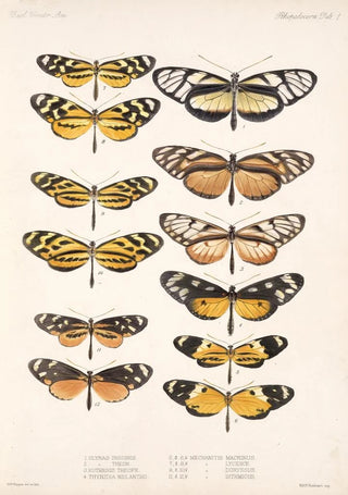 Frederick DuCane Godman - Insecta LepidopteraRhopalocera Pl 001.webp