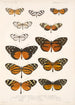 Insecta Lepidoptera Rhopalocera Pl 002 - Frederick DuCane Godman — Ansicht des Kunstwerks