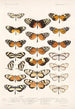 Insecta Lepidoptera Rhopalocera Pl 003 - Frederick DuCane Godman — Ansicht des Kunstwerks