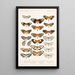 Insecta Lepidoptera Rhopalocera Pl 003 - Frederick DuCane Godman — gerahmtes Bild an der Wand