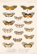 Insecta Lepidoptera Rhopalocera Pl 004 - Frederick DuCane Godman — Ansicht des Kunstwerks