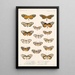 Insecta Lepidoptera Rhopalocera Pl 004 - Frederick DuCane Godman — gerahmtes Bild an der Wand