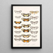 Insecta Lepidoptera Rhopalocera Pl 005 - Frederick DuCane Godman — gerahmtes Bild an der Wand