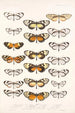 Insecta Lepidoptera Rhopalocera Pl 005 - Frederick DuCane Godman — Ansicht des Kunstwerks