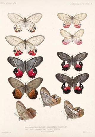 Frederick DuCane Godman - Insecta LepidopteraRhopalocera Pl 006.webp