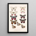 Insecta Lepidoptera Rhopalocera Pl 006 - Frederick DuCane Godman — gerahmtes Bild an der Wand