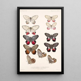 Frederick DuCane Godman - Insecta LepidopteraRhopalocera Pl 006.webp