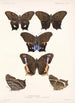 Insecta Lepidoptera Rhopalocera Pl 007 - Frederick DuCane Godman — Ansicht des Kunstwerks