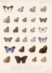 Insecta Lepidoptera Rhopalocera Pl 008 - Frederick DuCane Godman — Ansicht des Kunstwerks