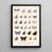 Insecta Lepidoptera Rhopalocera Pl 008 - Frederick DuCane Godman — gerahmtes Bild an der Wand