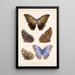 Insecta Lepidoptera Rhopalocera Pl 011 - Frederick DuCane Godman — gerahmtes Bild an der Wand