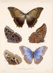 Insecta Lepidoptera Rhopalocera Pl 011 - Frederick DuCane Godman — Ansicht des Kunstwerks