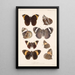 Insecta Lepidoptera Rhopalocera Pl 012 - Frederick DuCane Godman — gerahmtes Bild an der Wand