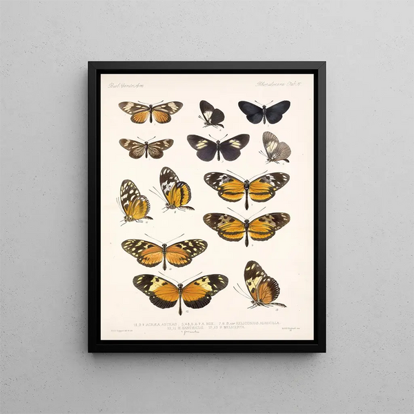 Insekten Lepidoptera Rhopalocera Pl 016 - Frederick Du Cane Godman — gerahmtes Bild an der Wand