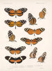 Insecta Lepidoptera Rhopalocera Pl 017 - Frederick DuCane Godman — Ansicht des Kunstwerks