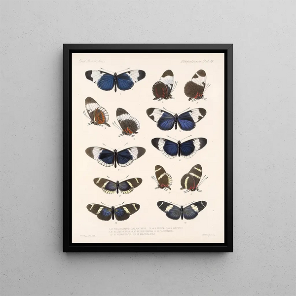 Insekten Lepidoptera Rhopalocera Pl 018 - Frederick Du Cane Godman — gerahmtes Bild an der Wand
