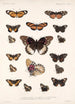 Insecta Lepidoptera Rhopalocera Pl 019 - Frederick DuCane Godman — Ansicht des Kunstwerks