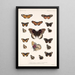 Insecta Lepidoptera Rhopalocera Pl 019 - Frederick DuCane Godman — gerahmtes Bild an der Wand