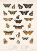 Insecta Lepidoptera Rhopalocera Pl 020 - Frederick DuCane Godman — Ansicht des Kunstwerks