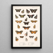 Insecta Lepidoptera Rhopalocera Pl 020 - Frederick DuCane Godman — gerahmtes Bild an der Wand