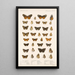 Insecta Lepidoptera Rhopalocera Pl 021 - Frederick DuCane Godman — gerahmtes Bild an der Wand
