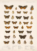 Insecta Lepidoptera Rhopalocera Pl 021 - Frederick DuCane Godman — Ansicht des Kunstwerks