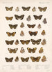 Insecta Lepidoptera Rhopalocera Pl 022 - Frederick DuCane Godman — Ansicht des Kunstwerks
