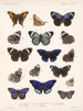 Insekten Lepidoptera Rhopalocera Pl 023 - Frederick Du Cane Godman — Ansicht des Kunstwerks