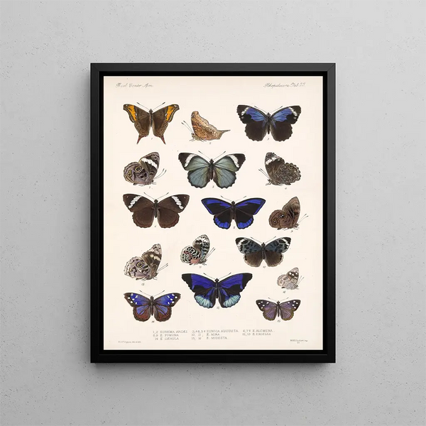 Insekten Lepidoptera Rhopalocera Pl 023 - Frederick Du Cane Godman — gerahmtes Bild an der Wand