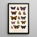 Insecta Lepidoptera Rhopalocera Pl 024 - Frederick DuCane Godman — gerahmtes Bild an der Wand