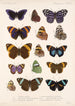 Insecta Lepidoptera Rhopalocera Pl 024 - Frederick DuCane Godman — Ansicht des Kunstwerks