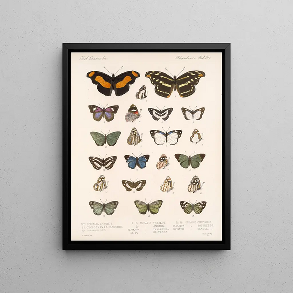 Insekten Lepidoptera Rhopalocera Pl 025 - Frederick Du Cane Godman — gerahmtes Bild an der Wand