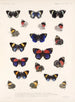 Insekten Lepidoptera Rhopalocera Pl 026 - Frederick Du Cane Godman — Ansicht des Kunstwerks