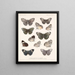 Insekten Lepidoptera Rhopalocera Pl 027 - Frederick Du Cane Godman — gerahmtes Bild an der Wand