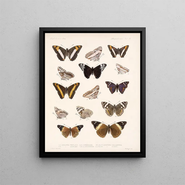 Insekten Lepidoptera Rhopalocera Pl 031 - Frederick Du Cane Godman — gerahmtes Bild an der Wand