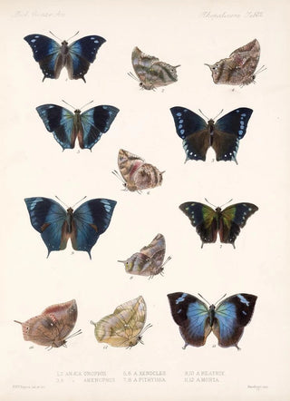 Frederick DuCane Godman - Insecta LepidopteraRhopalocera Pl 033.webp