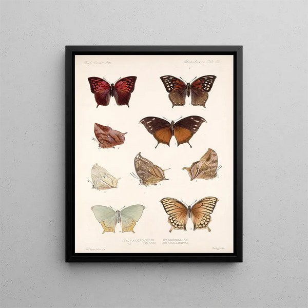 Insekten Lepidoptera Rhopalocera Pl 036 - Frederick DuCane Godman — gerahmtes Bild an der Wand