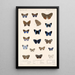 Insecta Lepidoptera Rhopalocera Pl 039 - Frederick DuCane Godman — gerahmtes Bild an der Wand