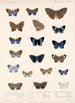 Insecta Lepidoptera Rhopalocera Pl 039 - Frederick DuCane Godman — Ansicht des Kunstwerks