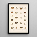 Insecta Lepidoptera Rhopalocera Pl 040 - Frederick DuCane Godman — gerahmtes Bild an der Wand