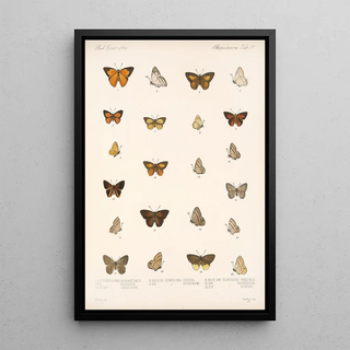 Frederick DuCane Godman - Insecta LepidopteraRhopalocera Pl 040.webp