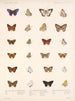 Insekten Lepidoptera Rhopalocères Pl 041 - Frederick DuCane Godman — Ansicht des Kunstwerks