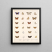 Insekten Lepidoptera Rhopalocères Pl 041 - Frederick DuCane Godman — gerahmtes Bild an der Wand