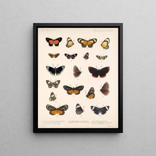 Insekten Lepidoptera Rhopalocères Pl 042 - Frederick DuCane Godman — gerahmtes Bild an der Wand