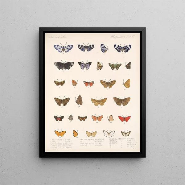 Insekten Lepidoptera Rhopalocères Pl 043 - Frederick DuCane Godman — gerahmtes Bild an der Wand