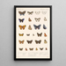 Insecta Lepidoptera Rhopalocera Pl 044 - Frederick DuCane Godman — gerahmtes Bild an der Wand