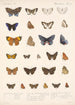 Insecta Lepidoptera Rhopalocera Pl 044 - Frederick DuCane Godman — Ansicht des Kunstwerks