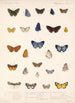 Insecta Lepidoptera Rhopalocera Pl 045 - Frederick DuCane Godman — Ansicht des Kunstwerks